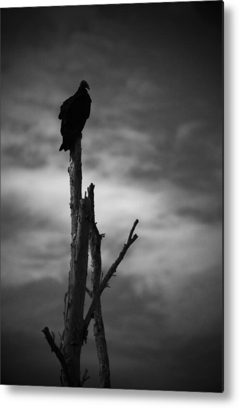 Florida Metal Print featuring the photograph Lone Vulture by Bradley R Youngberg