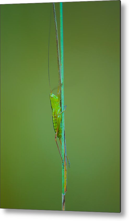 Antennae Metal Print featuring the photograph Long and Lean by Sarah Crites