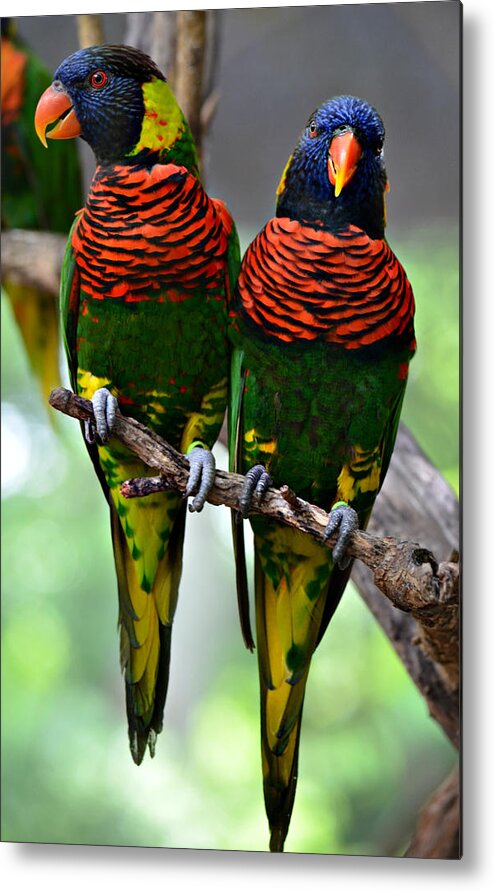 Love Birds Metal Print featuring the photograph Love Birds by Ally White