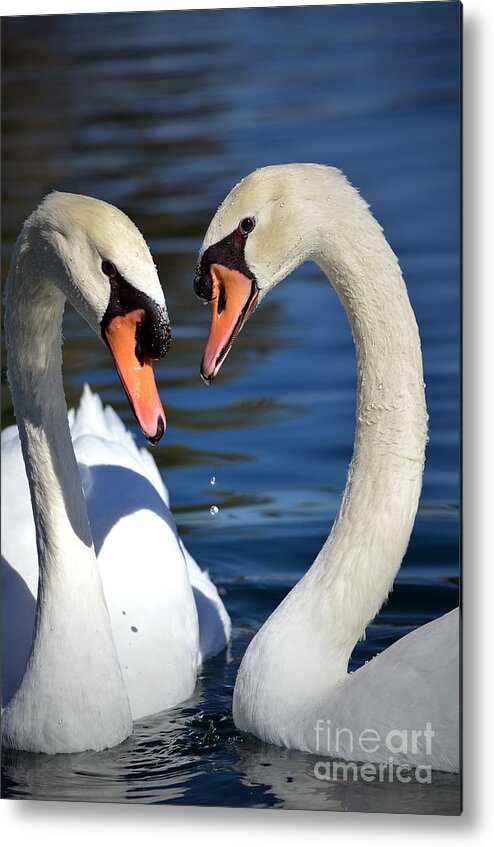 Swans Metal Print featuring the photograph Love Birds by Deb Halloran