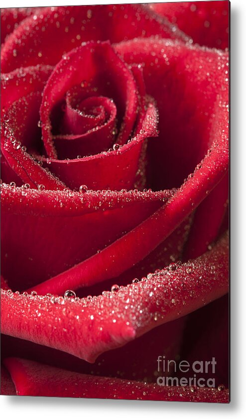 Rose Metal Print featuring the photograph Love by Patty Colabuono