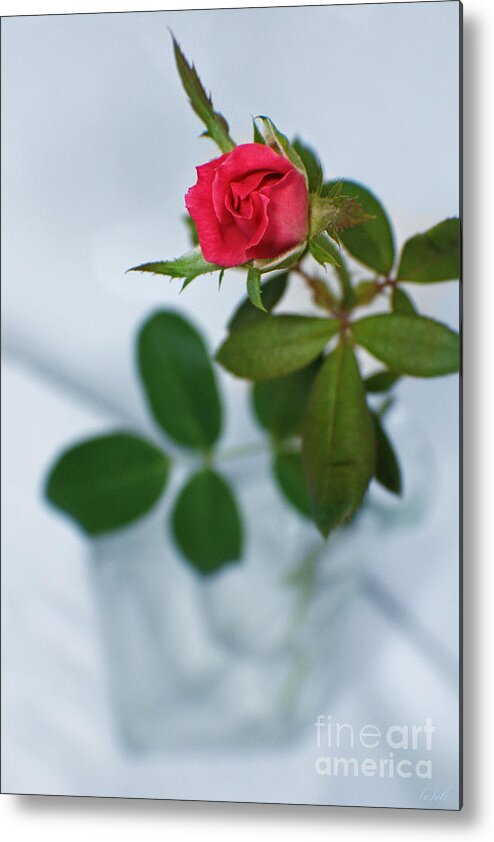 Rose Metal Print featuring the photograph Love Whispers Softly by Ella Kaye Dickey