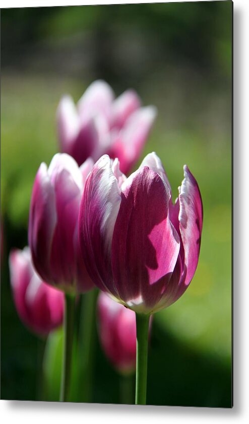 Tulip Metal Print featuring the photograph Luminous Plum Tulips by Andrea Lazar
