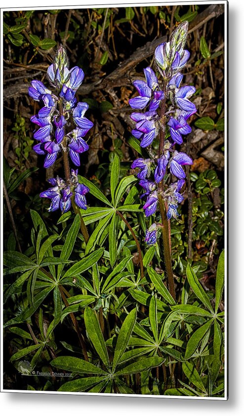 Flowers Metal Print featuring the photograph Lupine by Fred Denner