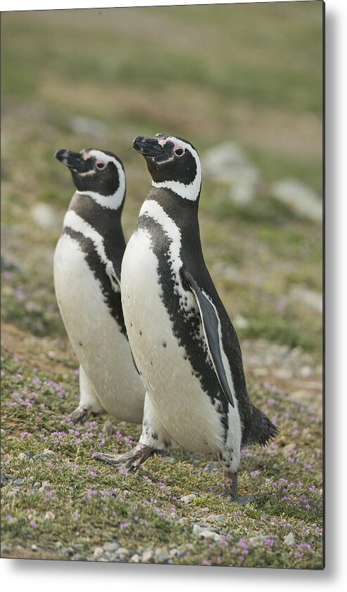 531599 Metal Print featuring the photograph Magellanic Penguin Pair Courting Chile by Kevin Schafer