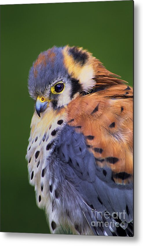Dave Welling Metal Print featuring the photograph Male American Kestrel Falco Sparverius Captive by Dave Welling