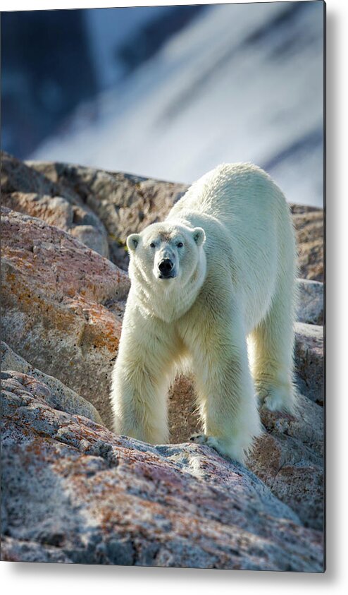 Svalbard Islands Metal Print featuring the photograph Male Polar Bear by Peter Orr Photography