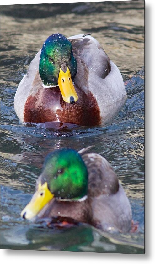 Mallard Metal Print featuring the photograph Mallard Train by Allan Morrison