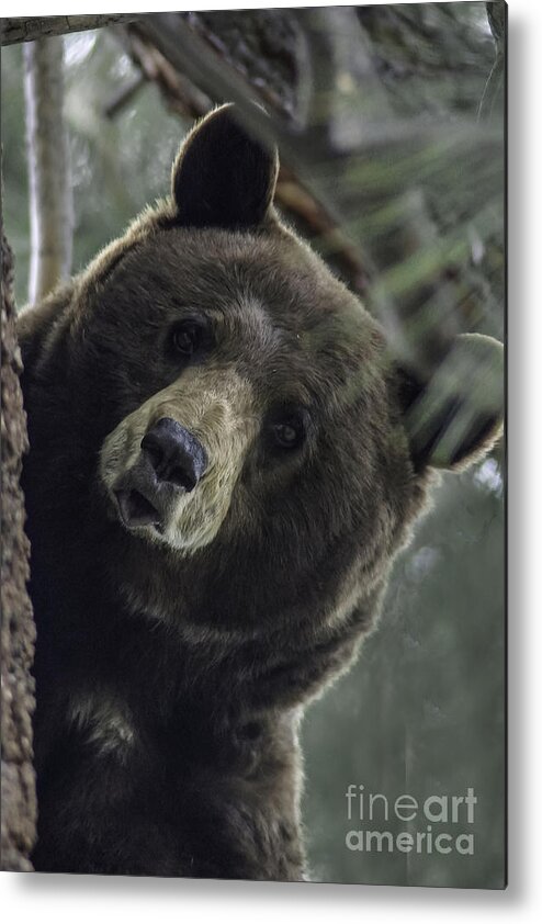 Bear Metal Print featuring the photograph Mama Bear by Mitch Shindelbower