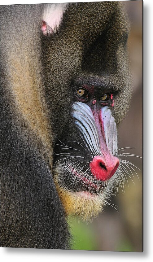 Feb0514 Metal Print featuring the photograph Mandrill Male by Thomas Marent