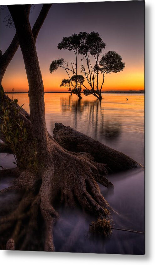 2010 Metal Print featuring the photograph Mangroves of Beachmere by Robert Charity