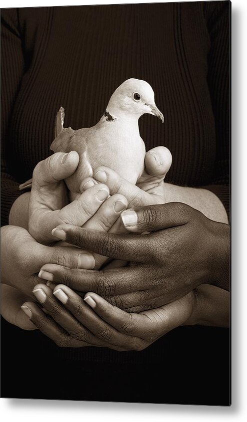 Teamwork Metal Print featuring the photograph Many Hands Holding A Dove by Ron Nickel