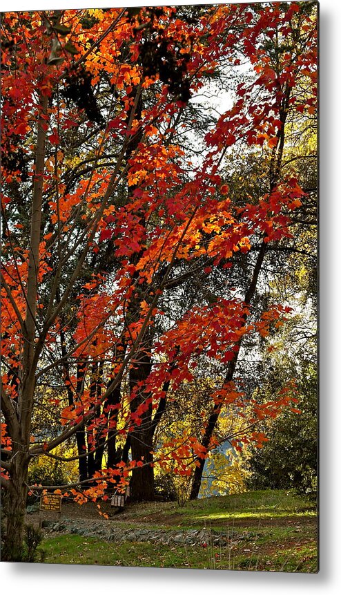 Fall Foliage Metal Print featuring the photograph Maple Glory in Paradise by Michele Myers