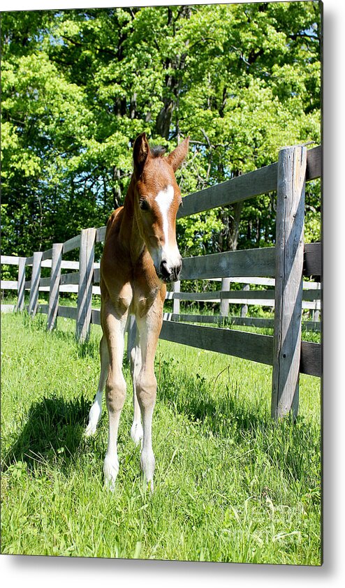 Foal Metal Print featuring the photograph Mare Foal57 by Janice Byer