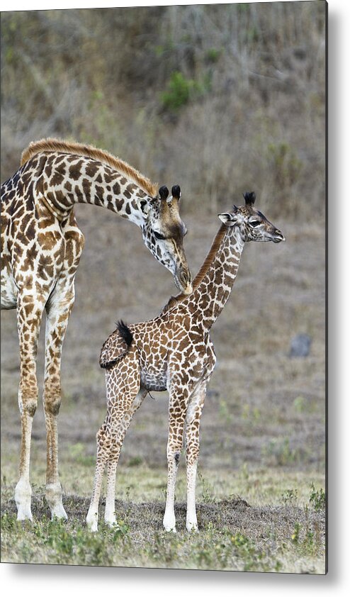 Feb0514 Metal Print featuring the photograph Masai Giraffe Mother Cleaning Calf by Konrad Wothe