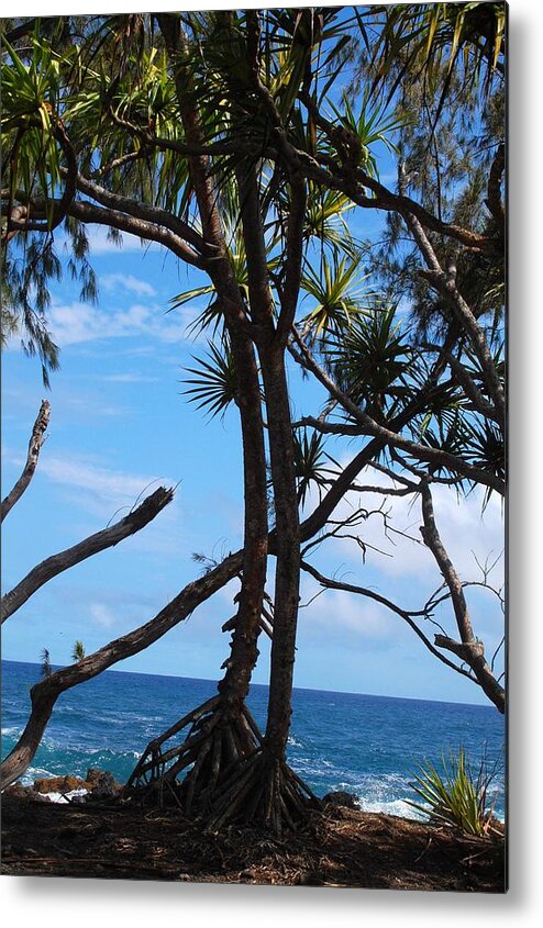Maui Metal Print featuring the photograph Maui Tree Silhouette by Amy Fose