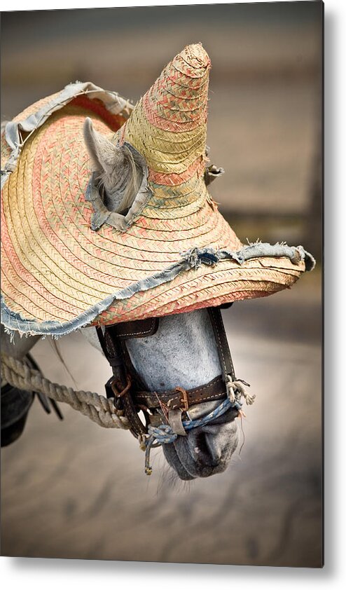 Caribbean Metal Print featuring the photograph Mexican Burro by John Magyar Photography