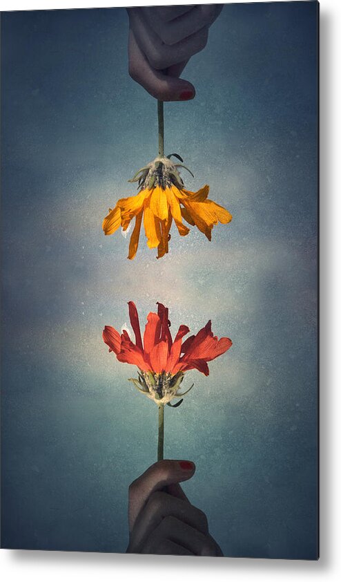 Middle Ground Metal Print featuring the photograph Middle Ground by Tara Turner