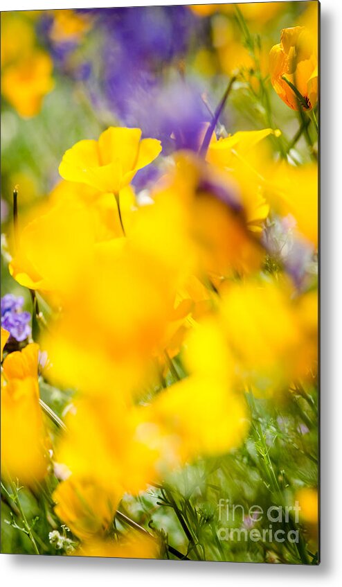 Flower Metal Print featuring the photograph Middle Of The Crowd by Tamara Becker