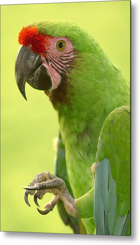 Feb0514 Metal Print featuring the photograph Military Macaw Portrait Ecuador by Pete Oxford