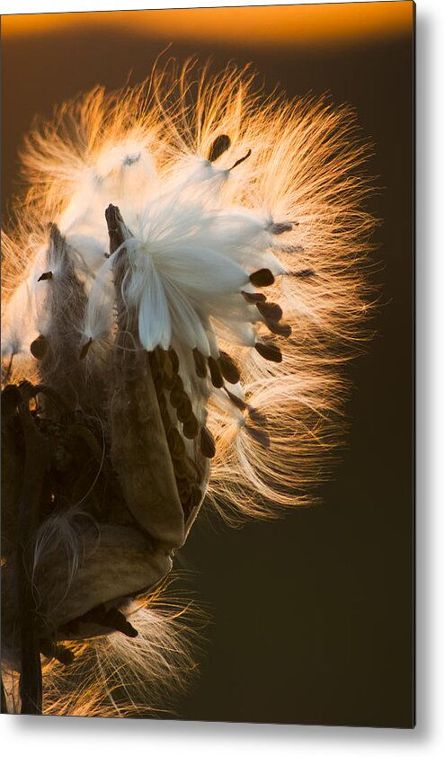 3scape Photos Metal Print featuring the photograph Milkweed Seed Pod by Adam Romanowicz