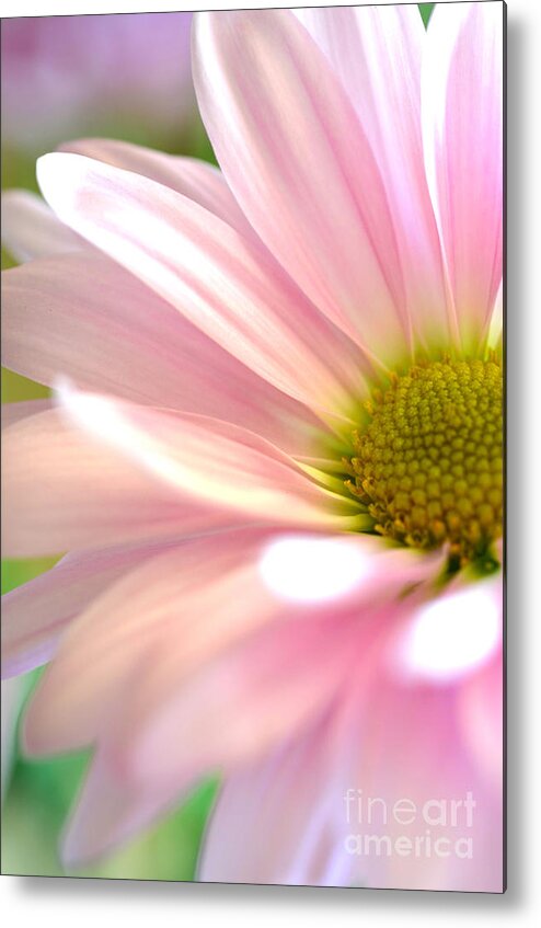 Pink Daisy Metal Print featuring the photograph Miss Daisy by Deb Halloran