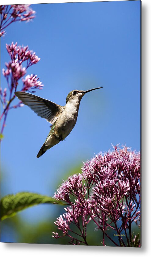 Hummingbird Metal Print featuring the photograph Modern Beauty by Christina Rollo