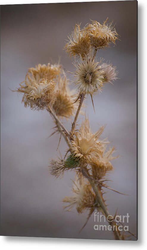 2013 Metal Print featuring the photograph Mojave Thistle by Joan Wallner