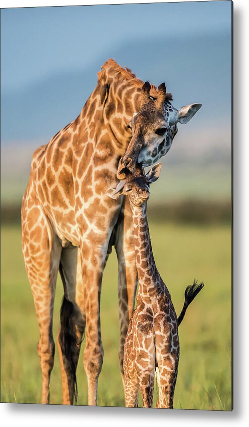 Cute Metal Print featuring the photograph Mom Love by Mohammed Alnaser