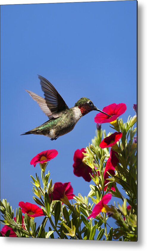Hummingbird Metal Print featuring the photograph Moments of Joy by Christina Rollo