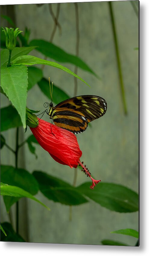 Butterfly Metal Print featuring the photograph Monarch Butterfly by Weir Here And There