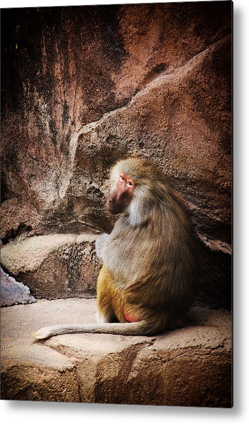 Monkey Metal Print featuring the photograph Monkey Business by Karol Livote