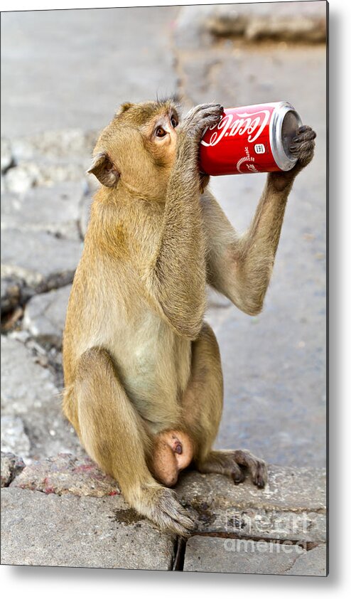 Beverage Metal Print featuring the photograph Monkey enjoys drinking by Tosporn Preede