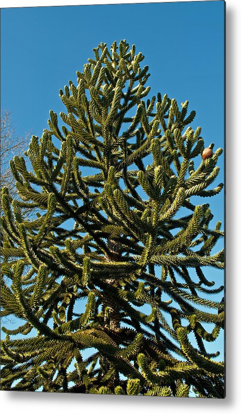 Green Metal Print featuring the photograph Monkey Puzzle Tree E by Tikvah's Hope