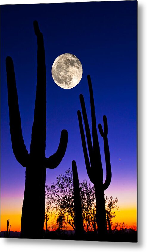 Photography Metal Print featuring the photograph Moon Over Saguaro Cactus Carnegiea by Panoramic Images