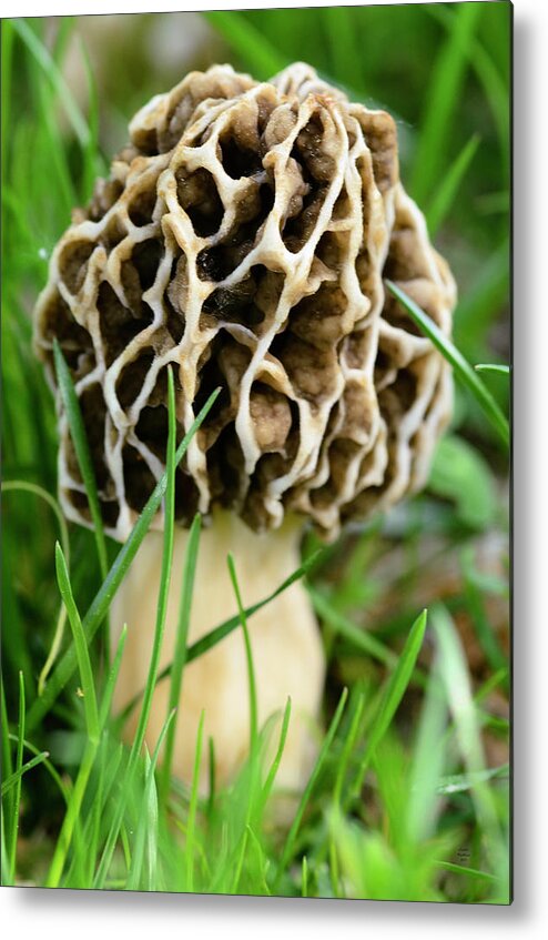 Mushroom Metal Print featuring the photograph Morel by Crystal Wightman