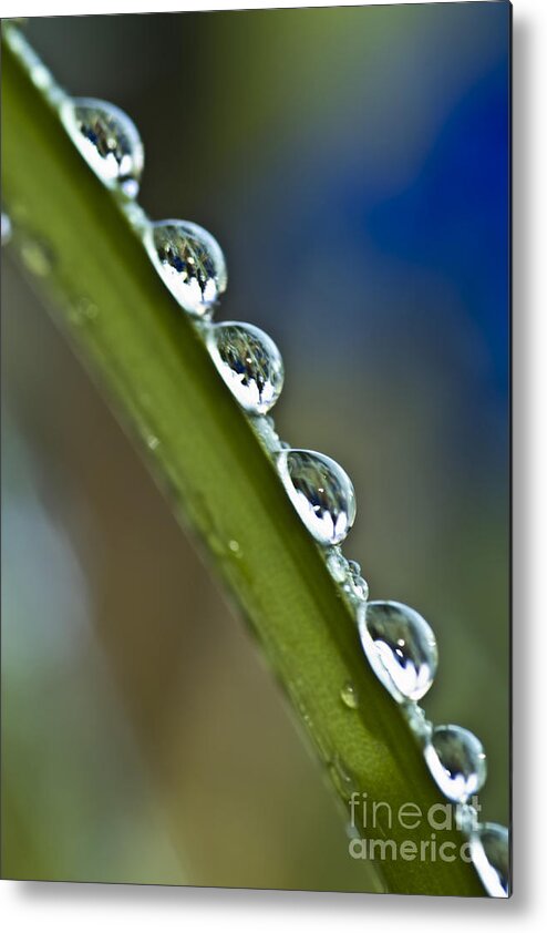  Metal Print featuring the photograph Morning dew drops 2 by Heiko Koehrer-Wagner