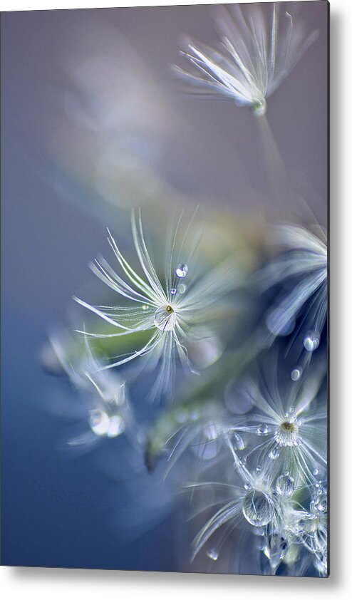 Dandelion Metal Print featuring the photograph Morning Dew by John Rivera
