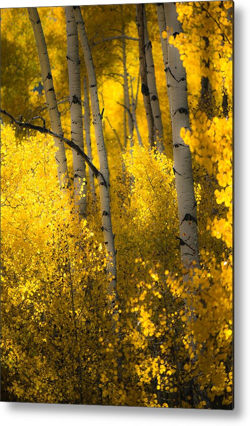Aspen Trees Metal Print featuring the photograph Morning Glow by Chuck Jason