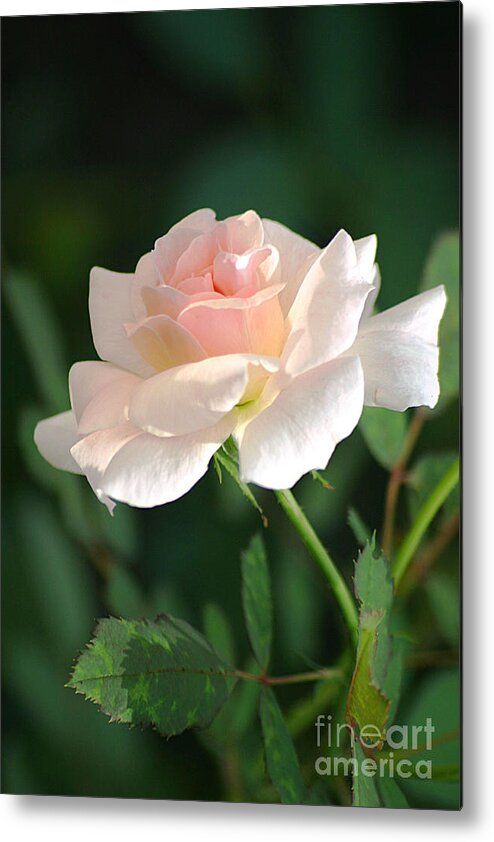 Rose Metal Print featuring the photograph Morning Has Broken by Living Color Photography Lorraine Lynch