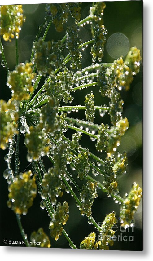 Flower Metal Print featuring the photograph Morning Mustard Dill by Susan Herber