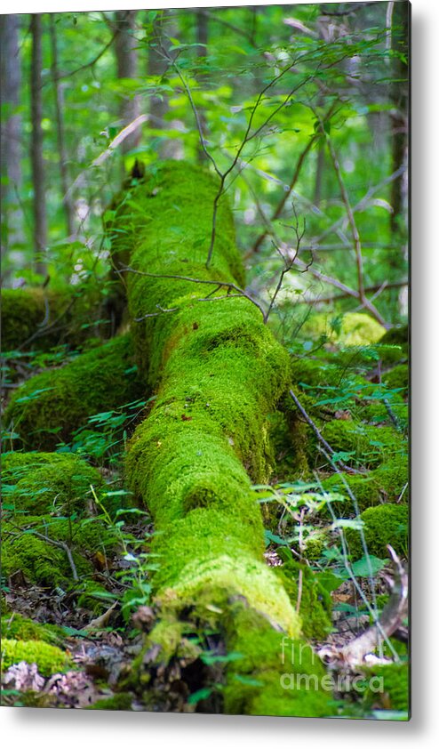 Moss Metal Print featuring the photograph Moss Covered Tree by CJ Benson