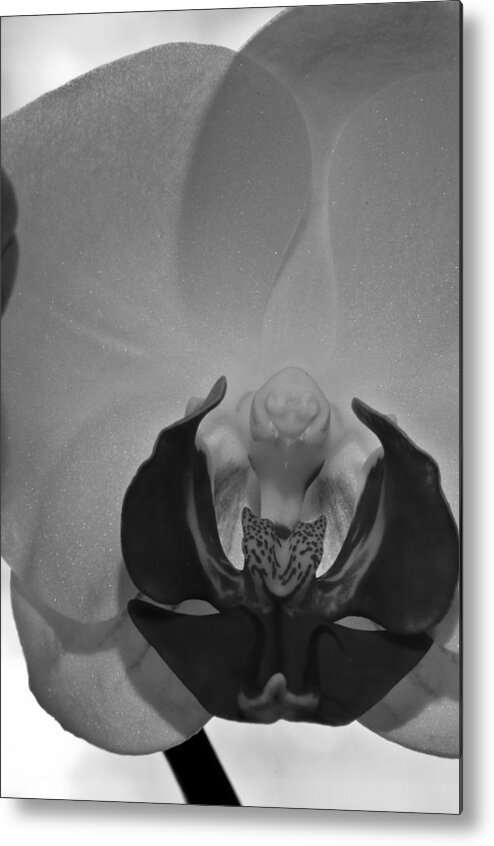 Flower Metal Print featuring the photograph Moth Orchid BW by Ron White