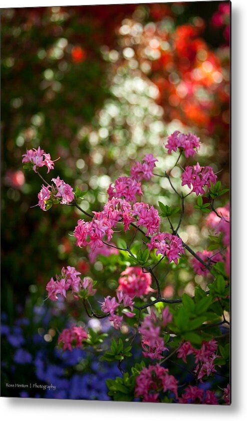 Flower Metal Print featuring the photograph Mount Vernon Flowers by Ross Henton