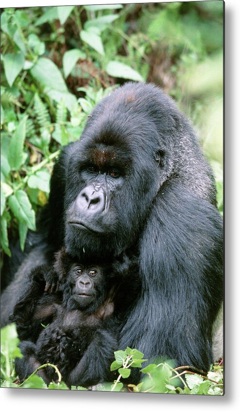 Gorilla Gorilla Beringei Metal Print featuring the photograph Mountain Gorilla And Infant by Tony Camacho/science Photo Library