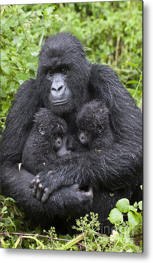 Feb0514 Metal Print featuring the photograph Mountain Gorilla Mother And Twins by Suzi Eszterhas