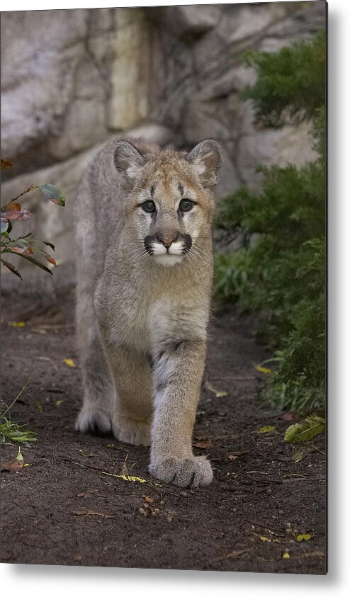 Feb0514 Metal Print featuring the photograph Mountain Lion Cub Walking by San Diego Zoo