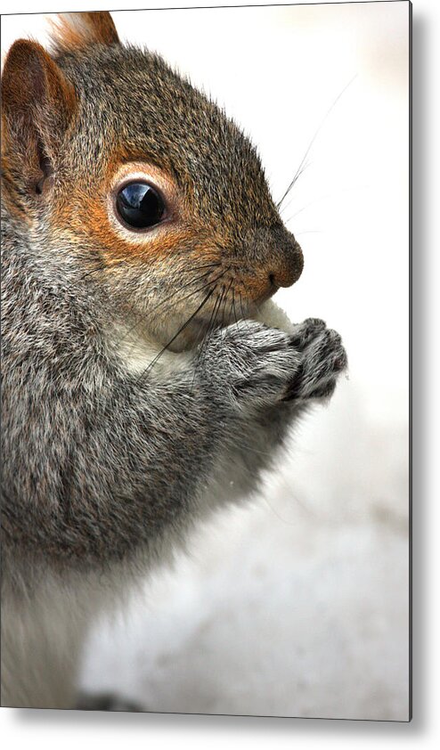 Squirrel Metal Print featuring the photograph Munching by Karol Livote