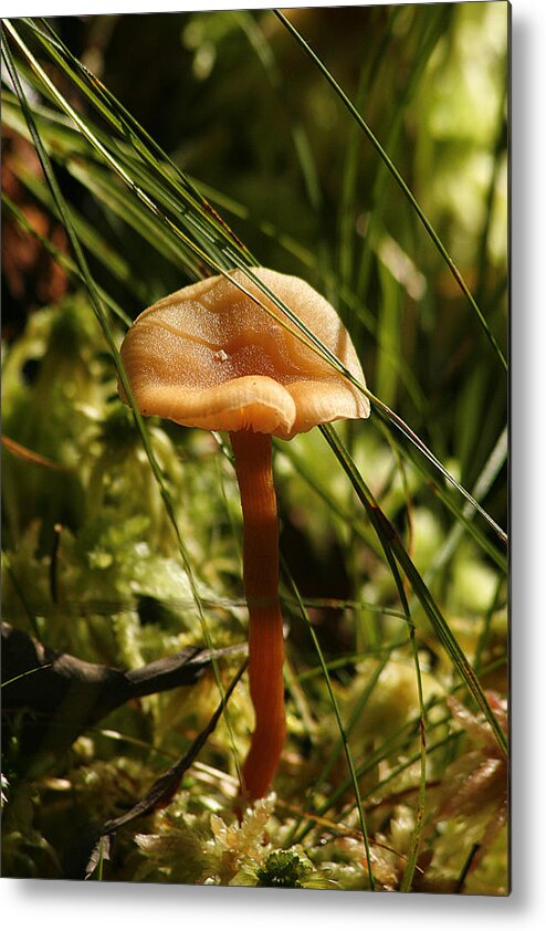 Cindi Ressler Metal Print featuring the photograph Mushroom by Cindi Ressler