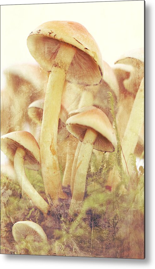 Autumn Metal Print featuring the photograph Mushrooms by Heike Hultsch